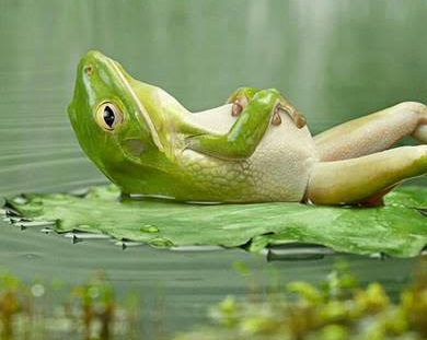A frog resting on a lilly pad